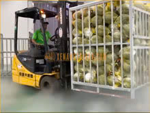Ứng dụng xe nâng trong thu hoạch sầu riêng tại Tiền Giang